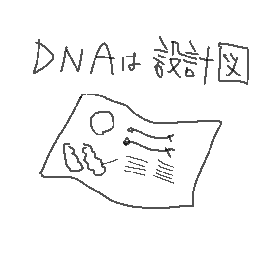DNAは設計図